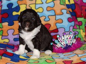 Drewsar's PWD puppies