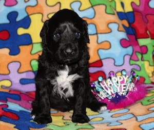 Drewsar's PWD puppies