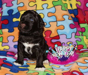 Drewsar's PWD puppies