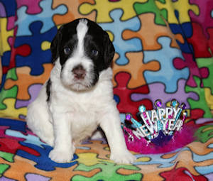 Drewsar's PWD puppies