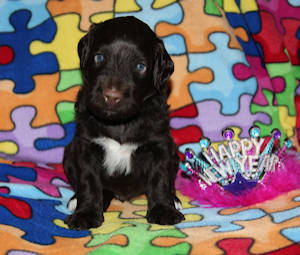 Drewsar's PWD puppies