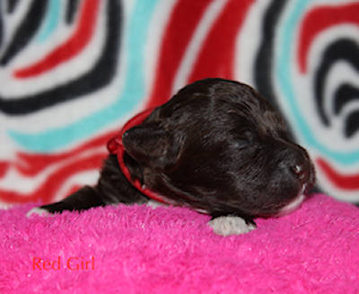Drewsar Lagotto puppies