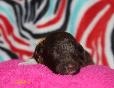 Drewsar Lagotto puppies