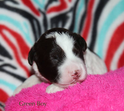 Drewsar Lagotto puppies