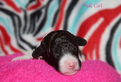 Drewsar Lagotto puppies