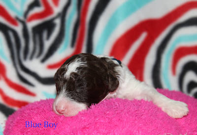 Drewsar Lagotto puppies