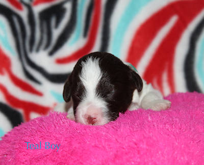 Drewsar Lagotto puppies