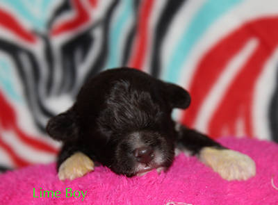 Drewsar Lagotto puppies