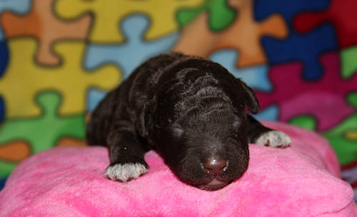 Drewsar PWD puppies