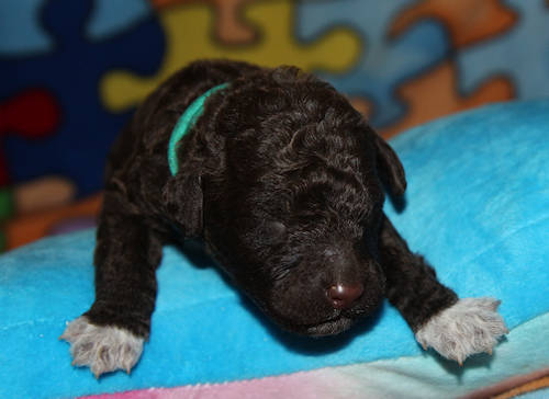Drewsar PWD puppies