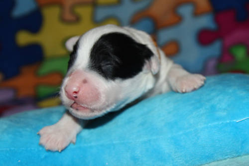 Drewsar PWD puppies