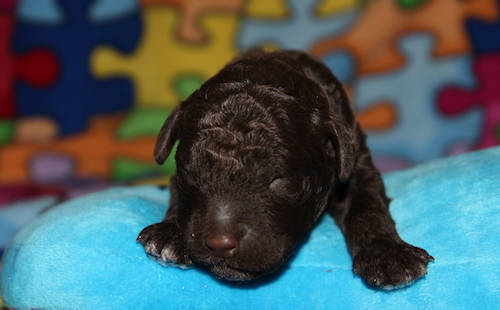 Drewsar PWD puppies