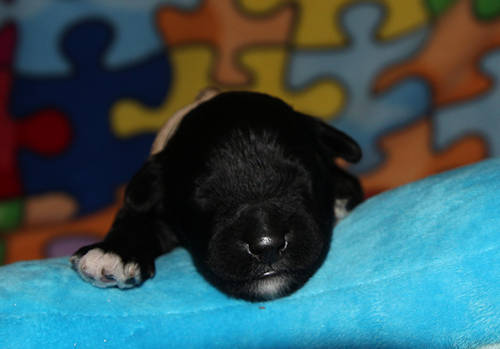 Drewsar PWD puppies