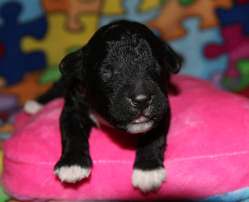 Drewsar PWD puppies