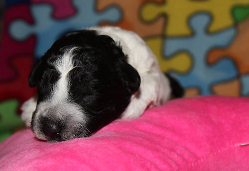 Drewsar PWD puppies