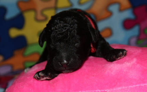 Drewsar PWD puppies