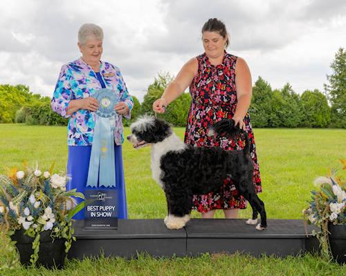 Drewsar Chai Best Puppy in Show