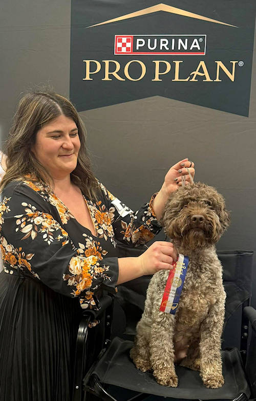 Drewsar PWD Dahlia new CKC Champion