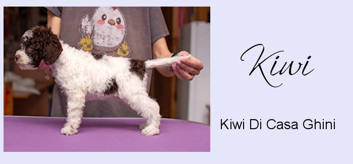 Drewsar Kiwi