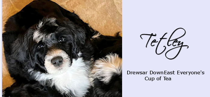 Drewsar teacup Tetley