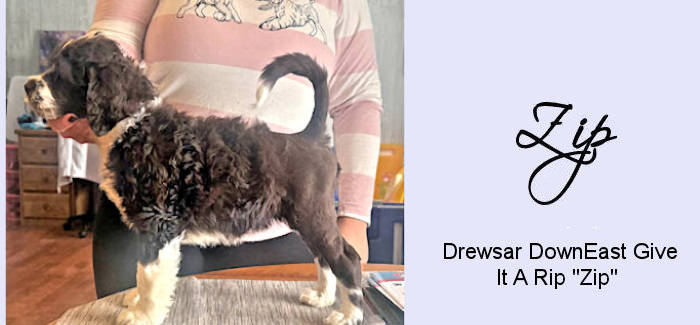 Drewsar Zip