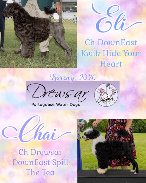 Drewsar PWD Planned Litter Spring 2026