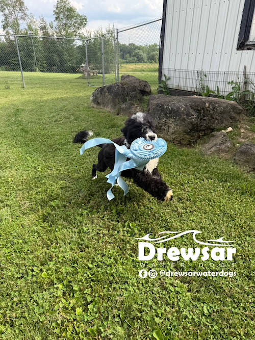 Drewsar Cash