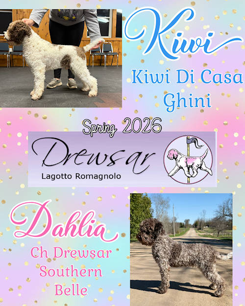 Drewsar Kiwi and Dahlia litter