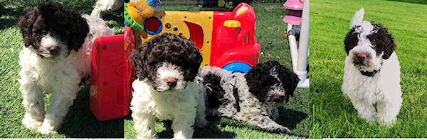 Drewsar Lagotto Puppies