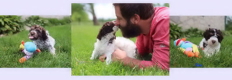 Drewsar Lagotto Puppies