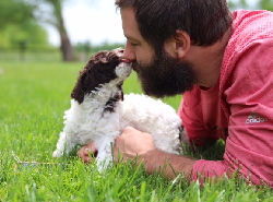 Drewsar Lagotto Info