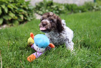 Drewsar Lagotto Info