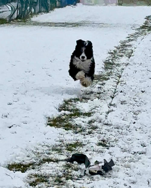 Drewsar Portuguese Water Dog News