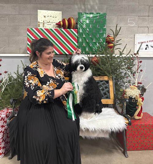 Drewsar Portuguese Water Dog News