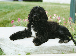 can portuguese water dogs be left alone