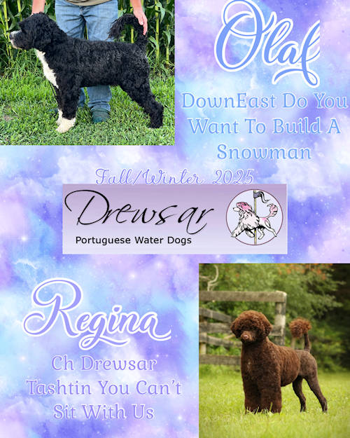 Drewsar PWD Puppies