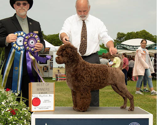 CHAMPION DownEast Drewsar Kwik Surprise 