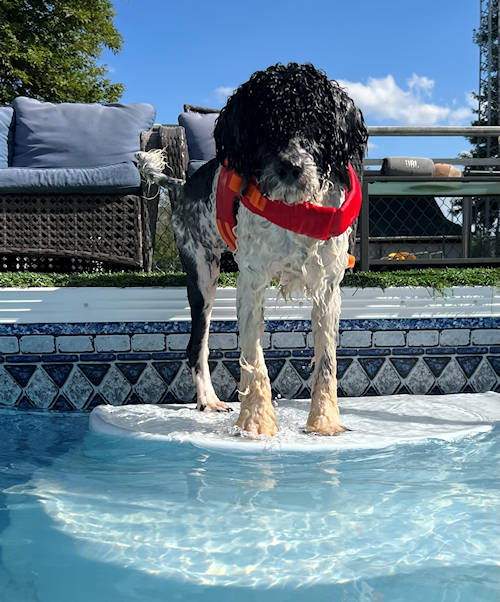 Sage loves the pool