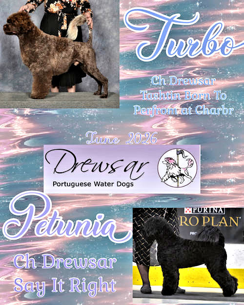 Drewsar PWD Planned Litter March 2026